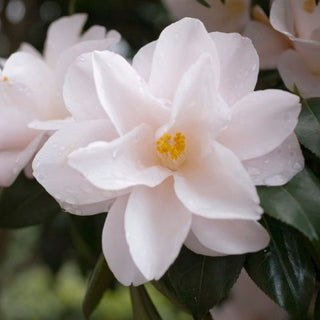 Wet Camellia Oleifera Flower