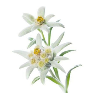 Edelweiss flower on a white background