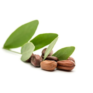 Jojoba